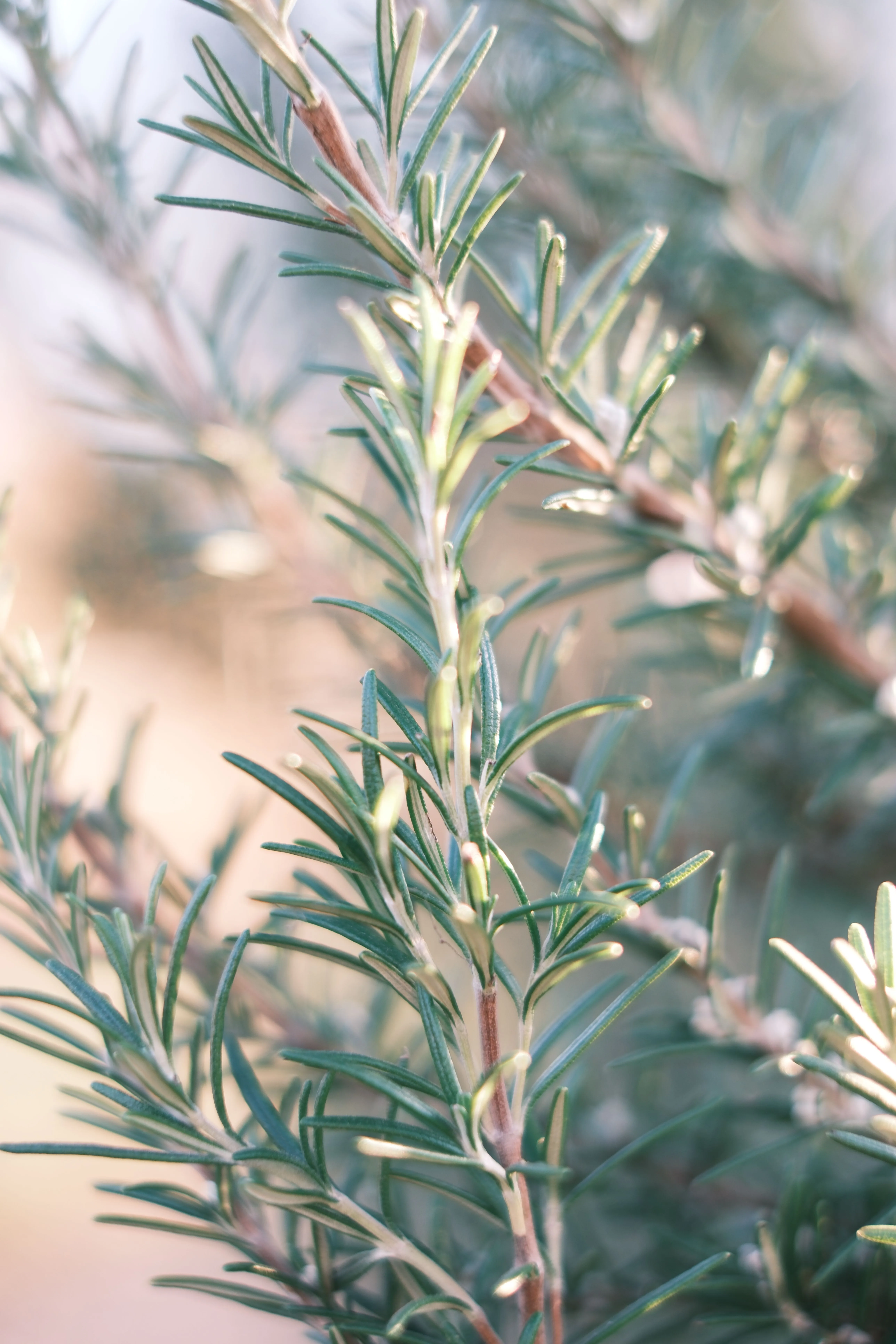 Rosemary