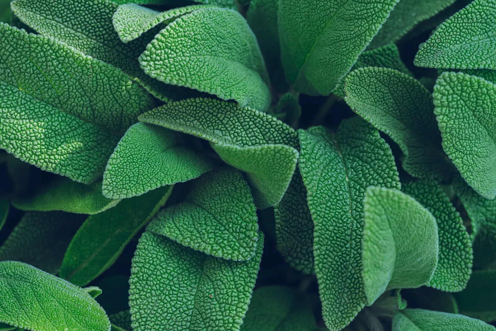 Sage